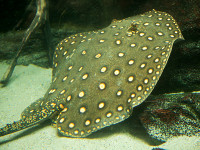Снимка на Potamotrygon motoro (Müller & Henle, 1841)