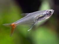 Снимка на Prionobrama filigera  (Cope, 1870)