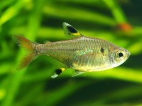 Снимка на Pristella maxillaris  (Ulrey, 1894)