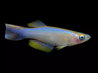 Снимка на Procatopus nototaenia  (Boulenger, 1904)