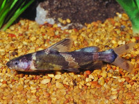 Снимка на Pseudomystus siamensis  (Regan, 1913)