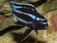 Снимка на Pseudotropheus johannii  (Eccles, 1973)