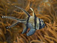 Снимка на Pterapogon kauderni   (Koumans, 1933)