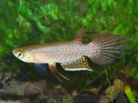 Снимка на Pterolebias longipinnis  (Garman, 1895)