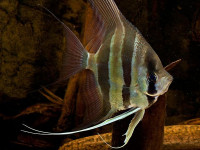 Снимка на Pterophyllum altum  (Pellegrin, 1903)