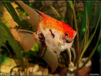 Снимка на Pterophyllum scalare  (Schultze, 1823)