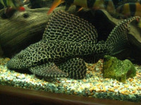 Снимка на Pterygoplichthys gibbiceps  (Kner, 1854)