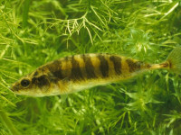Снимка на Pungitius pungitius  (Linnaeus, 1758)