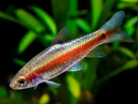 Снимка на Puntius bimaculatus  (Bleeker, 1863)
