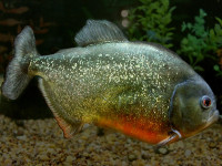 Снимка на Pygocentrus nattereri  (Kner, 1858)