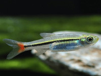 Снимка на Rasbora borapetensis  (Smith, 1934)