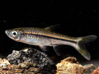 Снимка на Rasbora daniconius  (Hamilton, 1822)