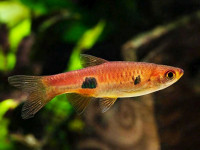 Снимка на Rasbora kalochroma  (Bleeker, 1851)