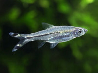 Снимка на Rasbora trilineata  (Steindachner, 1870)