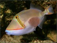 Снимка на Rhinecanthus aculeatus (Linnaeus, 1758)