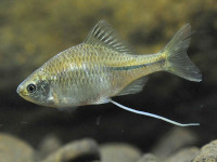 Снимка на Rhodeus amarus  (Bloch, 1782)