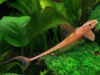 Снимка на Rineloricaria lanceolata  (Günther, 1868)