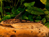 Снимка на Rineloricaria parva  (Boulenger, 1895)