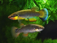 Снимка на Rivulus cylindraceus  (Poey, 1860)