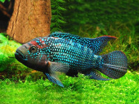 Снимка на Rocio octofasciata  (Regan, 1903)