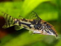 Снимка на Scleromystax barbatus  (Quoy & Gaimard, 1824)