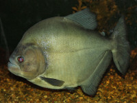 Снимка на Serrasalmus rhombeus  (Linnaeus, 1766)