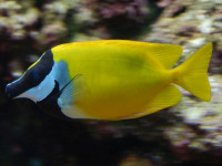 Снимка на Siganus vulpinus (Schlegel et Müller, 1845)