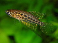 Снимка на Simpsonichthys constanciae  (Myers, 1942)