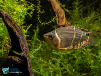 Снимка на Sphaerichthys osphromenoides  (Canestrini, 1860)