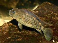 Снимка на Steatocranus casuarius (Poll, 1939)