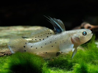 Снимка на Stigmatogobius sadanundio  (Hamilton, 1822)