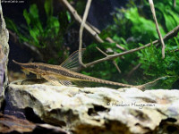 Снимка на Sturisoma nigrirostrum  (Fowler, 1940)