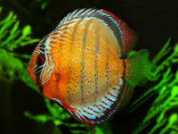 Снимка на Symphysodon aequifasciatus  (Pellegrin, 1904)
