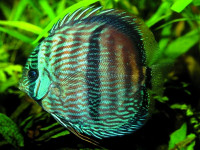 Снимка на Symphysodon discus  (Heckel, 1840)