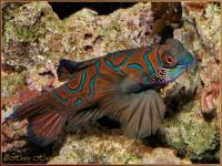 Снимка на Synchiropus picturatus   (Peters, 1877)