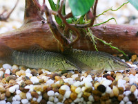 Снимка на Syncrossus beauforti  (Smith, 1931)