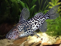 Снимка на Synodontis schoutedeni  (David, 1936)