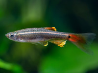 Снимка на Tanichthys albonubes  (Lin, 1932)