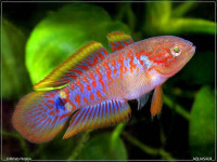 Снимка на Tateurndina ocellicauda  (Nichols, 1955)