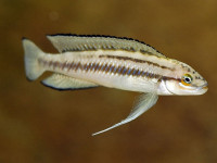 Снимка на Telmatochromis bifrenatus  (Myers, 1936)