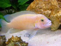 Снимка на Telmatochromis dhonti  (Boulenger, 1919)