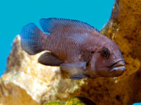 Снимка на Telmatochromis temporalis  (Boulenger, 1898)