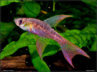 Снимка на Terranatos dolichopterus  (Weitzman & Wourms, 1967)