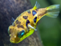 Снимка на Tetraodon cutcutia (Hamilton, 1822)