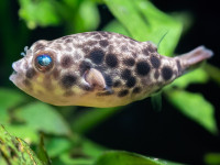 Снимка на Tetraodon schoutedeni  (Pellegrin, 1926)