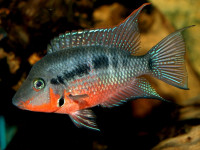 Снимка на Thorichthys meeki  (Brind, 1918)