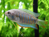 Снимка на Trichogaster fasciata  (Bloch & Schneider, 1801)