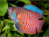Снимка на Trichogaster lalius  (Hamilton, 1822)