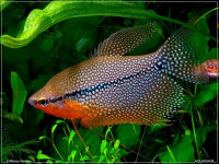 Снимка на Trichopodus leerii  (Bleeker, 1852)
