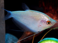 Снимка на Trichopodus microlepis  (Günther, 1861)